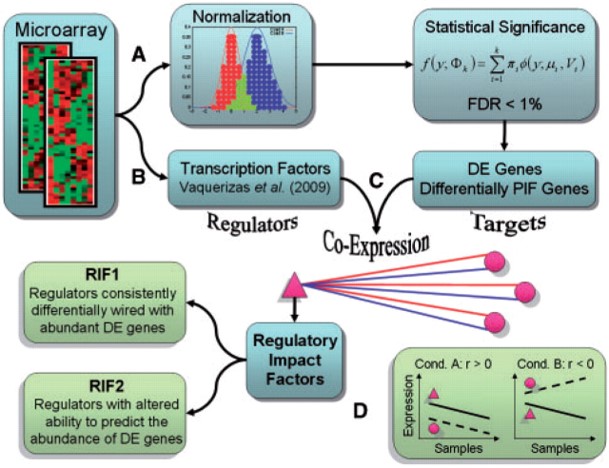 A schematic diagram of the RIF analysis. (A) Gene expression data is normalized and statistically assessed to identify differentially expressed (DE) genes and differentially PIF genes (represented by circles) which together are deemed as the Target genes; Simultaneously, (B) transcription factors (TF, represented by triangles) included in the microarray are collected and (C) their co-expression correlation with the target genes computed for each of the two conditions of interest; Finally, (D) the way in which TF and target genes are differentially co-expressed between the two conditions is used to compute the relevance of each TF according to RIF1 and RIF2 (Reverter et al. 2010).